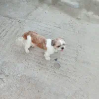 سگ ماده خوشکل