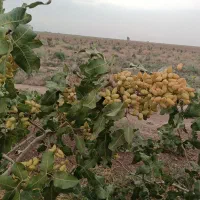 جویای کار باغداری