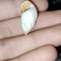 صدف مال خلیج فارس