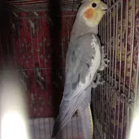 عروس هلنی نر|پرنده|تهران, زرگنده|دیوار