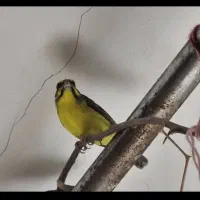 سهره یاسمین و فنچ لپ نارنجی  نرو ماده یاسمین هست