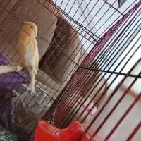 قناری نر لیمویی|پرنده|زاهدان, |دیوار