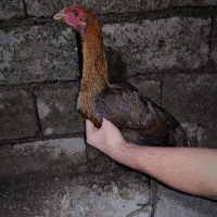 مرغ لاری|حیوانات مزرعه|آستارا, |دیوار