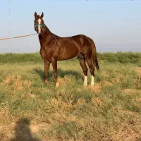 اسب وارداتی kwpn هولشتاین درساژ پرش کورس