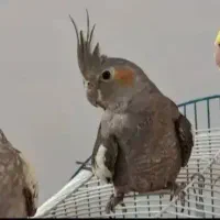 عروس‌هلندی‌نرماده‌۲تا‌جوجه‌به‌فروش‌ به‌شرطسالم|پرنده|بندرعباس, |دیوار