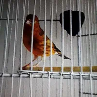 سهره قناری ریزه خون