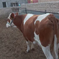 تلبسه چاق ی شکم زاییده|حیوانات مزرعه|پیشوا, |دیوار