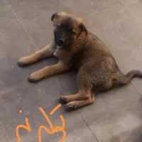 تعدادی توله مالیونیز ژرمن و توله گریت دین ماده