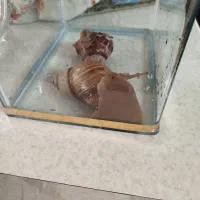 دوتاحلزون سایز20 سانتی|خزنده|تبریز, |دیوار