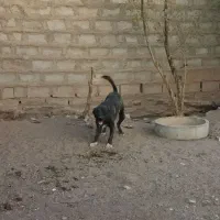 حیوان خانگی