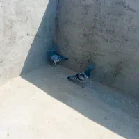 کفتر یا کبوتر پلاکی|پرنده|یزد, |دیوار