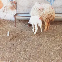 میش بابره ماده علفخوار هردو شرط صحیح وسالم