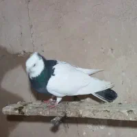 کبوتر گرفته|حیوانات|کرمانشاه, |دیوار