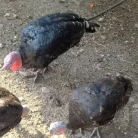 سه عدد بوقلمون ماده ویک دونه نربفروش میرسد