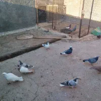 کفتر برشی|پرنده|جلگه رخ, |دیوار