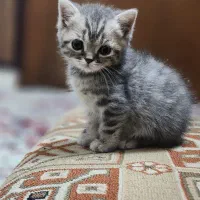 گربه بریتیش سیلور گلد ، ۲ ماهه ، ماده