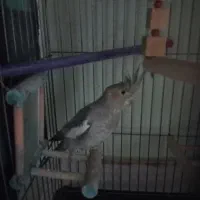 عروس هلندی نر|پرنده|پاکدشت, پاکدشت (مامازند)|دیوار