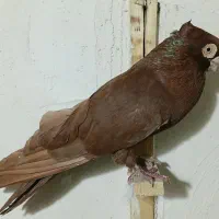 صرب سرخ بی نظیر