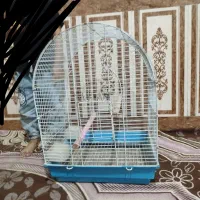 قناری دستی