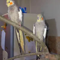 عروس هلندی|پرنده|شهریار, شهرک وائین|دیوار