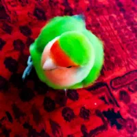 طوطی برزیلی با قفس