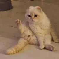 اسکاتیش چشم آبی|گربه|رامسر, |دیوار