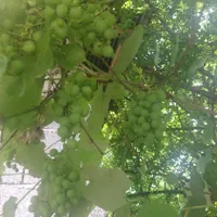 غوره ابدار در جه یک یک وقت|خوردنی و آشامیدنی|رشت, پاستوریزه|دیوار