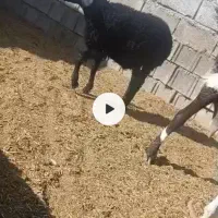 بره ماده همو