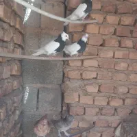 کبوتر