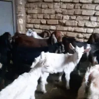 15راس کهره جو خور درجه یک