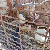 هفت عددکبوترمشتی|پرنده|بالا ولایت, |دیوار