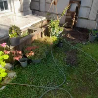 گلهای بیرونی|گل و گیاه طبیعی|عباس‌آباد, |دیوار