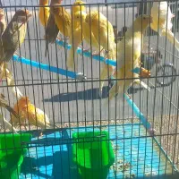 قناری بخون|پرنده|مسجد سلیمان, |دیوار