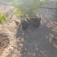 مرغ تخم گذار محلی