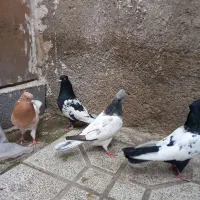 کفتر سینه کله