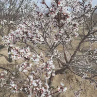 فروش زمین کشاورزی به همراه آب وبرق|فروش زمین و ملک کلنگی|شیدا, |دیوار