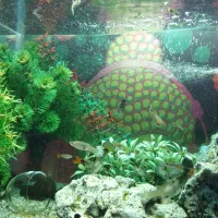 گوپی میکس مولد تا نوزاد|ماهی|کرج, حصارک بالا|دیوار