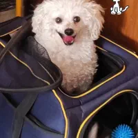 مربی سگ،تربیت سگ،آموزش سگ