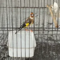 سهره رسمی مست به شرط