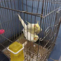 جفت عروس هلندی لوتینو مولد