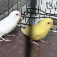 یک جفت مرغ عشق هلندی چشم قرمز|پرنده|رفسنجان, |دیوار