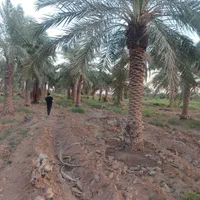 نیشکر نخل خرما انبه برحی درخت نهال قهوه|گل و گیاه طبیعی|کارون, |دیوار