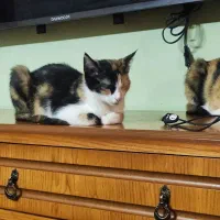 واگذاری بچه گربه پنج ماهه