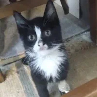 واگذاری گربه