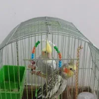 یک جفت عروس هلندی