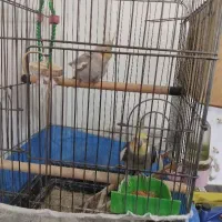 یک جفت عروس هلندی