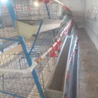 قفس مرغ تخمگذار