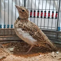 سهره قناری|پرنده|شیراز, ارم|دیوار