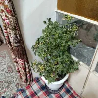 تعدای گل حسن یوسف بفروش|گل و گیاه طبیعی|نجفآباد, قدس|دیوار