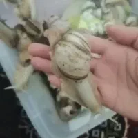حلزون